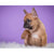Paint By Number French Bulldog