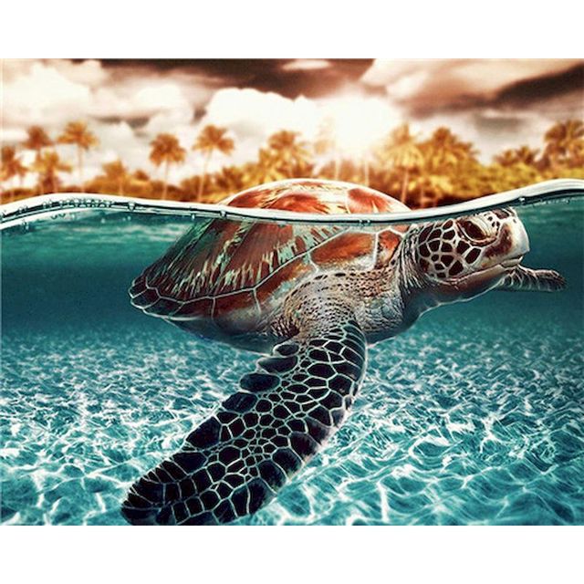 Paint By Numbers Turtle At Surface