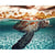Paint By Numbers Turtle At Surface