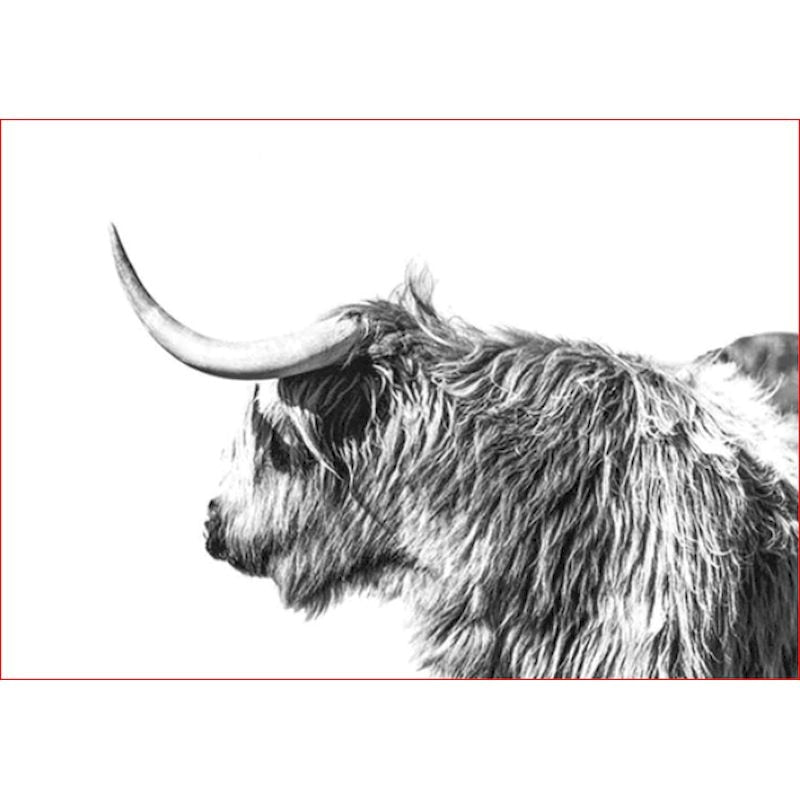 Paint By Numbers Highland Cow Profile