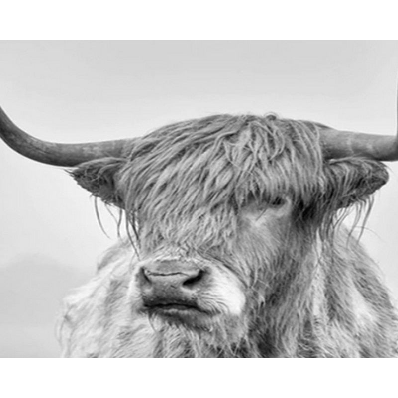 Paint By Numbers Highland Cow