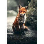 Sad fox - Paint By Numbers Fox