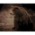 Careful Bear - Paint By Numbers Bear