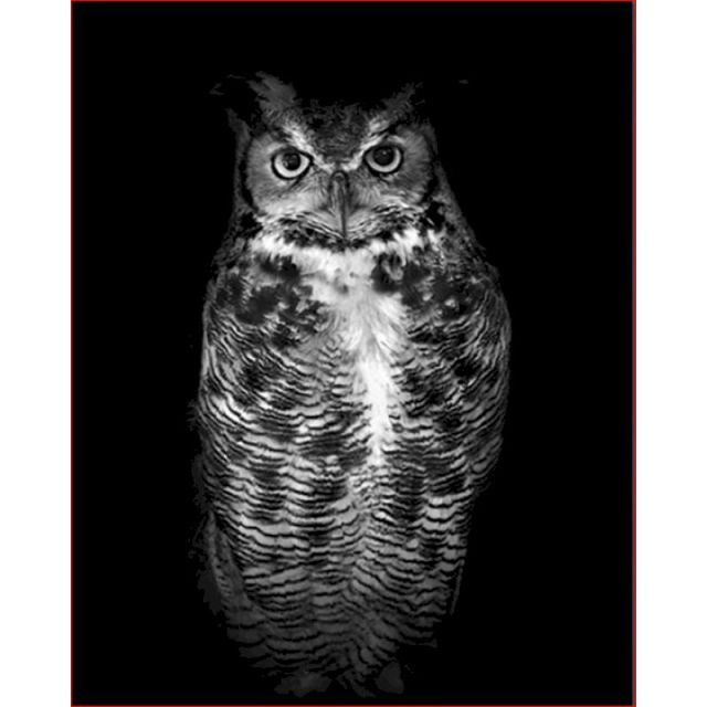 Black And White Owl - Paint By Numbers Owl