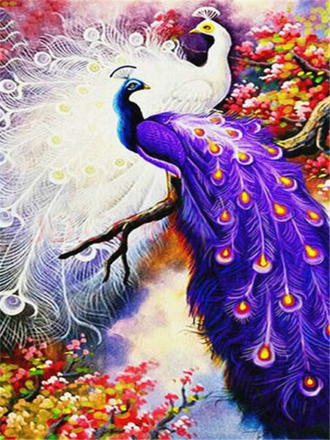 Purple Peacock