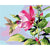 Hibiscus Hummingbird Paint By Number