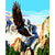 Paint By Numbers Eagle In Flight