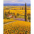 Paint By Numbers Sunflowers Field And Farm