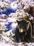 Sad Bear