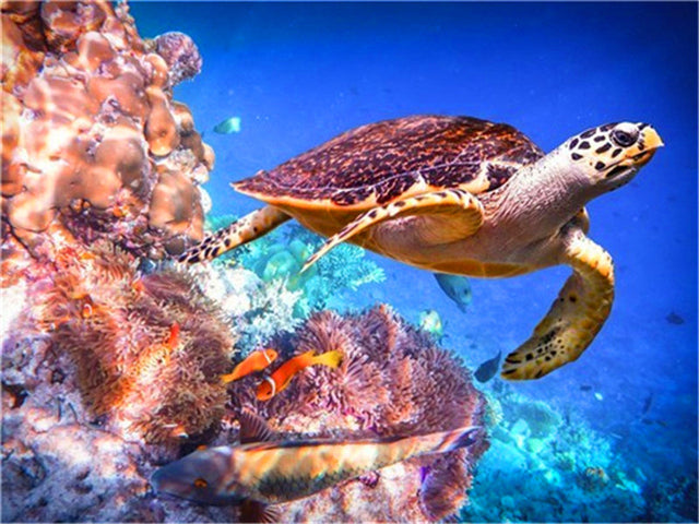 Sea Turtle