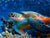 Turtle Picture
