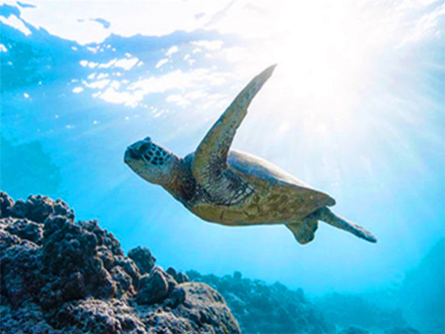 Turtle And Sun