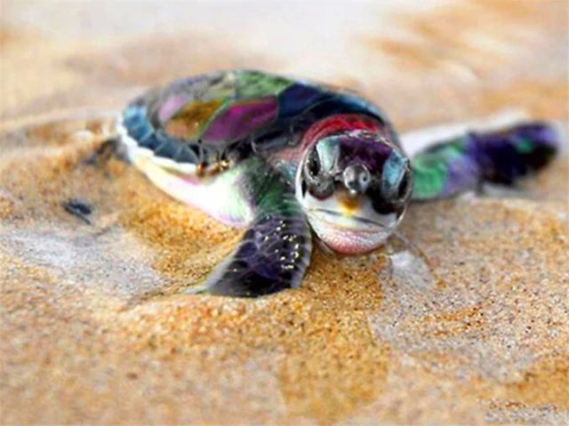Baby Turtle On Sand